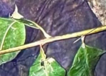 Amarrado, tortur@do e m0rto a ti1os: policiais acham rapaz que seria cortado em pedaços em Manaus