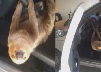 Surpresa: idoso se depara com bicho-preguiça em seu carro na Ponta Negra