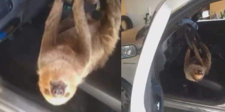 Surpresa: idoso se depara com bicho-preguiça em seu carro na Ponta Negra