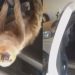 Surpresa: idoso se depara com bicho-preguiça em seu carro na Ponta Negra