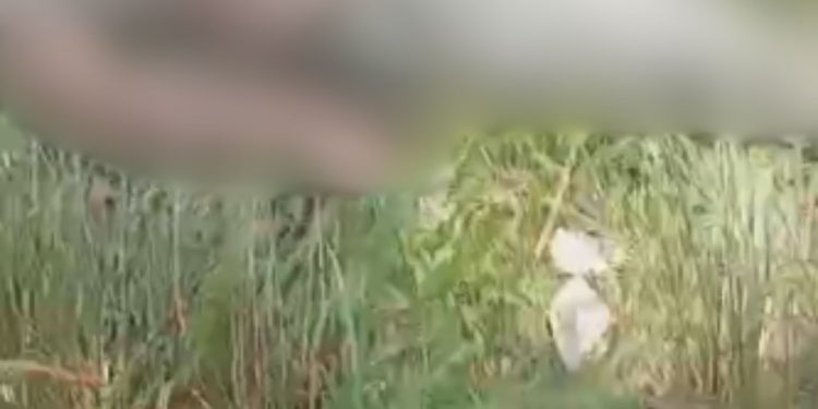 Vídeo forte: Com a neta de 1 ano no colo, idosa fica em estado grave após ser atr0pel@da