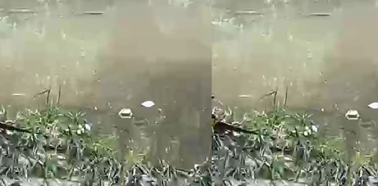 Vídeo: homem m0rre no Igarapé do Mindu e fica parecendo um Zumbi em Manaus