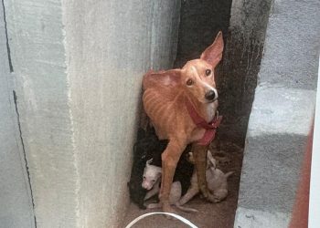 Homem mantinha 9 cachorros sem comida e água no bairro Flores; ele foi preso