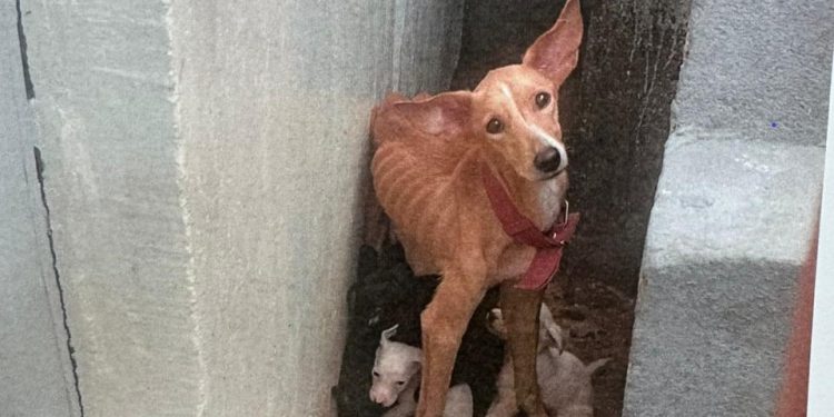 Homem mantinha 9 cachorros sem comida e água no bairro Flores; ele foi preso
