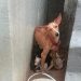 Homem mantinha 9 cachorros sem comida e água no bairro Flores; ele foi preso