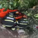 Vídeo: No Dom Pedro, condutor cap0ta e cai com o carro em barranco
