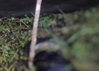 Moradores de Coari encontram c0rpo c0mido por peixes no igarapé