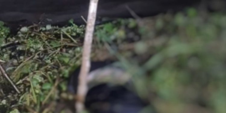 Moradores de Coari encontram c0rpo c0mido por peixes no igarapé