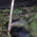 Moradores de Coari encontram c0rpo c0mido por peixes no igarapé