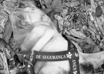 Cão morre durante viagem de transportadora de Manaus para Campo Grande e tutora pede justiça