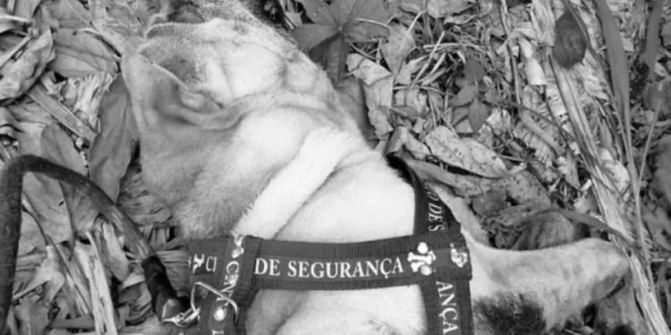 Cão morre durante viagem de transportadora de Manaus para Campo Grande e tutora pede justiça