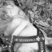 Cão morre durante viagem de transportadora de Manaus para Campo Grande e tutora pede justiça