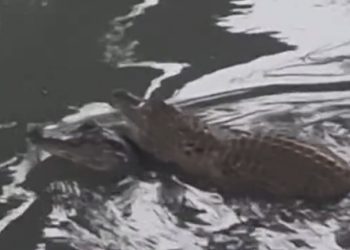 Vídeo: casal de jacarés é filmado namorando na ZL em Manaus: ‘solteiro não tem um dia de paz’