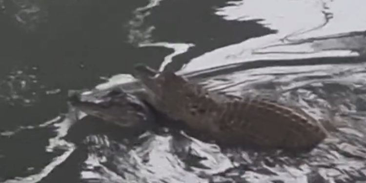 Vídeo: casal de jacarés é filmado namorando na ZL em Manaus: ‘solteiro não tem um dia de paz’
