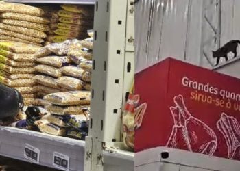 Vídeo: clientes filmam pombo e gato entre alimentos no Supermercado Nova Era em Manaus