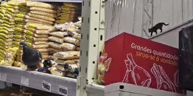 Vídeo: clientes filmam pombo e gato entre alimentos no Supermercado Nova Era em Manaus
