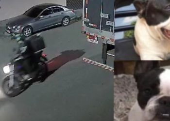 Vídeo: cadela “Milly” foge em Manaus após dono abrir portão para receber delivery