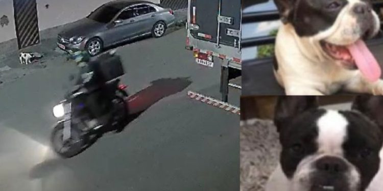 Vídeo: cadela “Milly” foge em Manaus após dono abrir portão para receber delivery