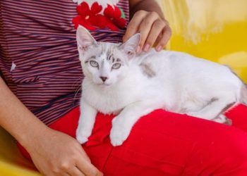 Amazonas tem mais de 1,4 mil casos de esporotricose humana