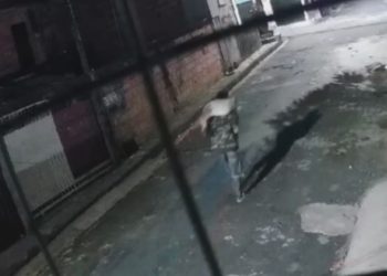 Vídeo flagra homem que 'torou' a cabeça e as patas de cachorro em Manaus