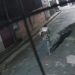 Vídeo flagra homem que 'torou' a cabeça e as patas de cachorro em Manaus