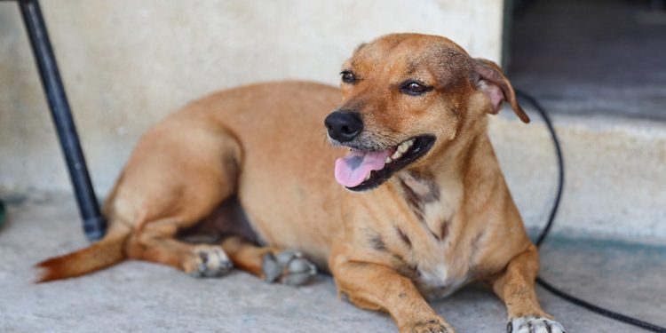 Campanha ‘Adote um Velhinho’ incentiva adoção de cachorros adultos em Manaus
