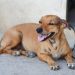 Campanha ‘Adote um Velhinho’ incentiva adoção de cachorros adultos em Manaus