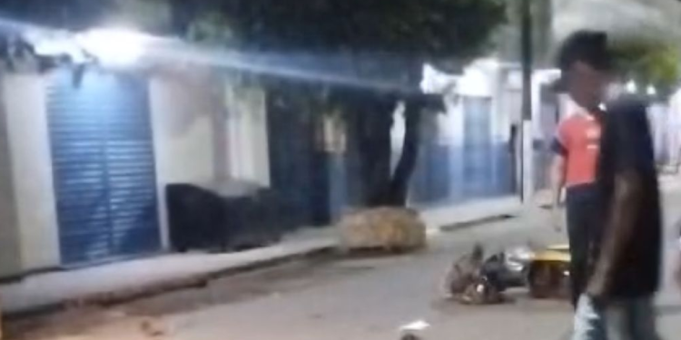 Veja: ‘Orelha’ perde o rumo em avenida em Maués e s0fr3 gr@ve ac1d3nt3