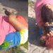 Vídeo: blindadas disputam amor do homem que Deus deixou para elas: ‘saia de cima de mim’