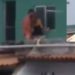 Vídeo: vizinho flagra casal fazendo vuc0-vuc0 em Manaus: ‘gente, o que é isso?’