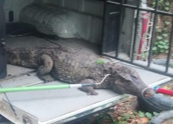 Moradores da Efigênio Salles pede ajuda da PM para resgatar jacaré na rua em Manaus