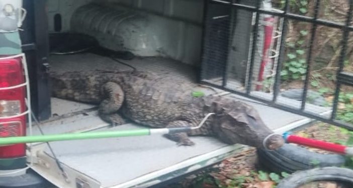 Moradores da Efigênio Salles pede ajuda da PM para resgatar jacaré na rua em Manaus