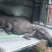 Moradores da Efigênio Salles pede ajuda da PM para resgatar jacaré na rua em Manaus