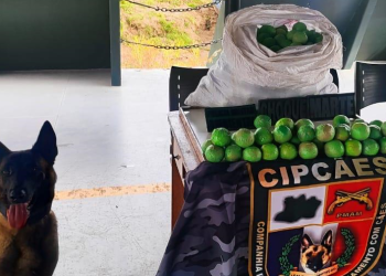 Criatividade para o cr1me: 57 kg de cocaína modelada em formato de limão são apreendidas em Coari