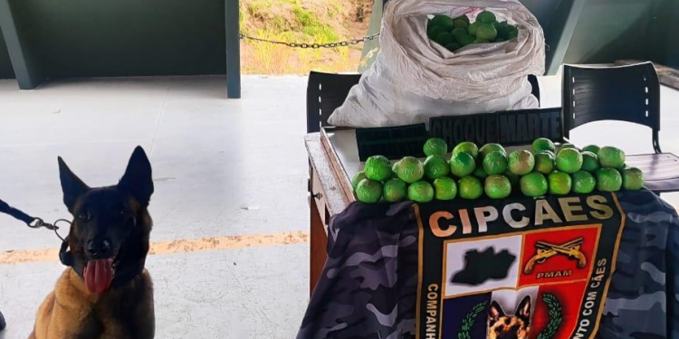 Criatividade para o cr1me: 57 kg de cocaína modelada em formato de limão são apreendidas em Coari
