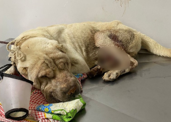 Vídeo: Em Manaus, homem é preso por aceitar R$ 50 e descartar animal d0ente e com ferida ana*l