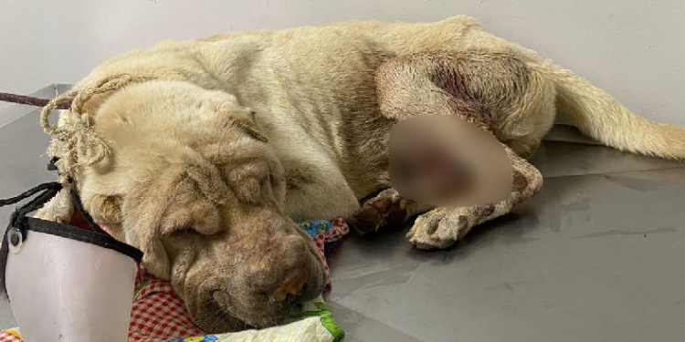 Vídeo: Em Manaus, homem é preso por aceitar R$ 50 e descartar animal d0ente e com ferida ana*l