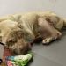 Vídeo: Em Manaus, homem é preso por aceitar R$ 50 e descartar animal d0ente e com ferida ana*l