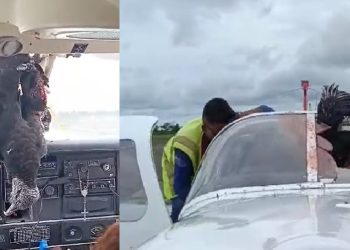 Vídeo: urubu bate em avião no Amazonas e fica pendurado na cabine do piloto