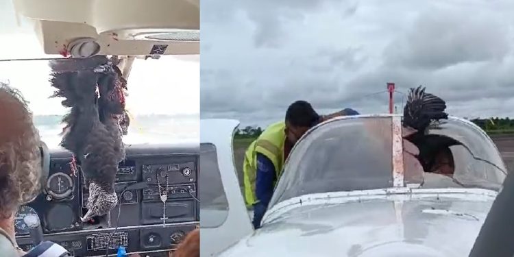 Vídeo: urubu bate em avião no Amazonas e fica pendurado na cabine do piloto