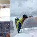 Vídeo: urubu bate em avião no Amazonas e fica pendurado na cabine do piloto