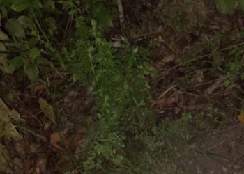 Queim4d0 vivo? Vídeo mostra homem é foi carbonizado na zona leste de Manaus