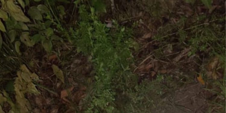 Queim4d0 vivo? Vídeo mostra homem é foi carbonizado na zona leste de Manaus