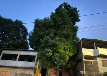 Após subir em árvore para pegar manga, homem cai e m0rr3 em Manaus