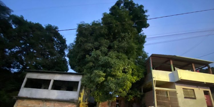 Após subir em árvore para pegar manga, homem cai e m0rr3 em Manaus