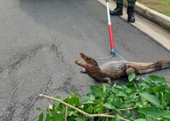 Vídeo: Filhote de jacaré é encontrado fer1d0 dentro de condomínio luxuoso na Ponta Negra