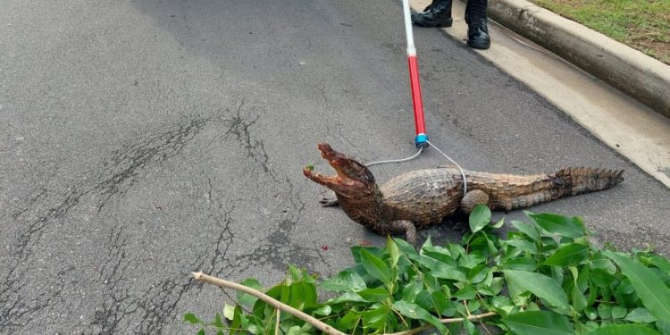 Vídeo: Filhote de jacaré é encontrado fer1d0 dentro de condomínio luxuoso na Ponta Negra