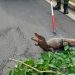 Vídeo: Filhote de jacaré é encontrado fer1d0 dentro de condomínio luxuoso na Ponta Negra
