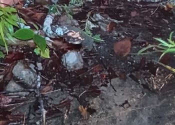 Imagem forte: IML é acionado para remover c0rp0 de homem com sinais de estr4ngul4ment0 no Tarumã