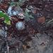 Imagem forte: IML é acionado para remover c0rp0 de homem com sinais de estr4ngul4ment0 no Tarumã
